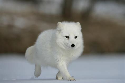 北极狐图片 - 看看图