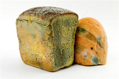 霉菌在白色背景上的发霉面包上迅速生长科学家将面包上发现的蘑菇转化为抗化学物质发霉的精制酵母面包永远不要高清图片下载-正版图片506125442-摄图网