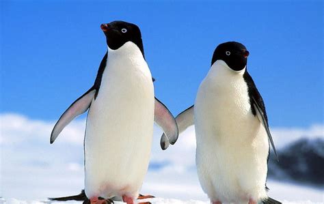 帝企鹅日记：动物苦情大戏，苦逼企鹅的一生，原来做只企鹅这么难-搜狐大视野-搜狐新闻