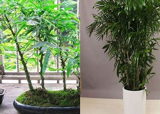 还有比竹子更耐看的植物吗 的图像结果