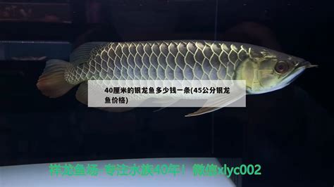 40厘米的银龙鱼多少钱一条(45公分银龙鱼价格) - 银龙鱼 - 龙鱼批发|祥龙鱼场(广州观赏鱼批发市场)