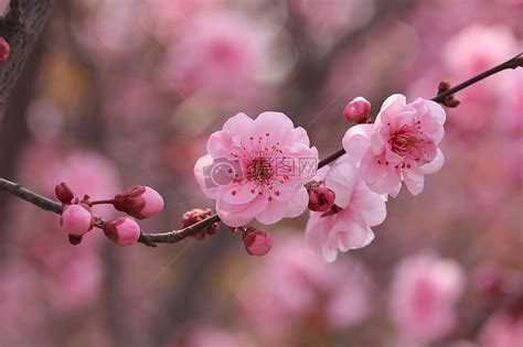 关于花开的唯美短句（形容花开灿烂唯美句子）-我爱育娃