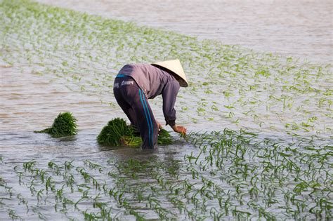 在水稻田耕种的农民高清图片下载-正版图片501755055-摄图网