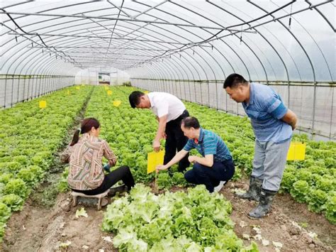 设施农业无土栽培已成为当下热门的种植模式 – 69农业规划设计.兆联顾问公司