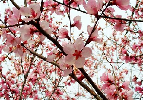 【京桃】京桃树图片、种植广泛的观赏桃品种红花碧桃介绍！ - 桃子 - 蛇农网