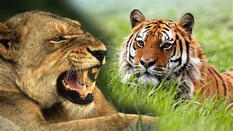 一只老虎瞬间可以秒杀狮子, 如果狮群挑战老虎群谁更厉害?_生存