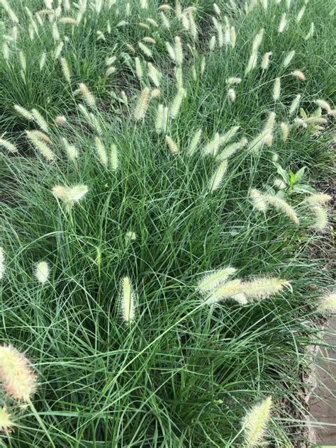 狼尾草的种植方法-花卉百科-绿宝园林网