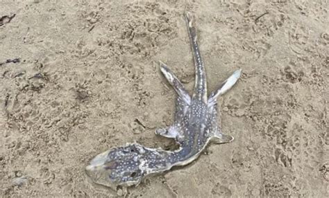 尼斯湖水怪宝宝？英国网友在沙滩上发现不明生物尸体 外型和蛇颈龙非常相似 - 神秘的地球 科学|自然|地理|探索