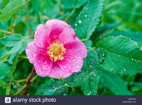 Alaska. Prickly Wild Rose ( Rosa acicularis Stock Photo, Royalty Free ...