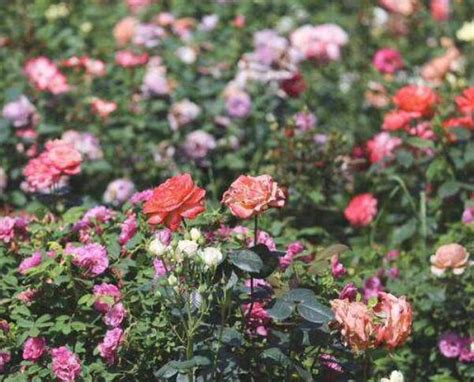 玫瑰花的生长过程 种子生长周期及样子特点-长景园林网