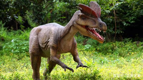 最可怕的十种恐龙：第一棘龙远超霸王龙，第十带有剧毒 - 世界之最 - 奇趣闻