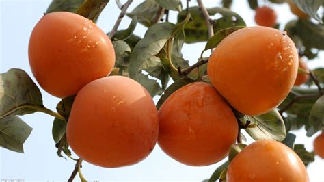 秋天到了沂蒙山柿子熟了，老农说“一个柿子十副药”啥意思？_水果