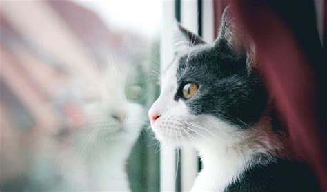 如何防止家里猫咪逃跑，低层楼会装纱窗，那高层是不是也需要装呢|猫咪|纱窗|窗子_新浪新闻