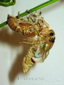 养殖金蝉之秋冬季节金蝉卵枝的保管 - 达达搜