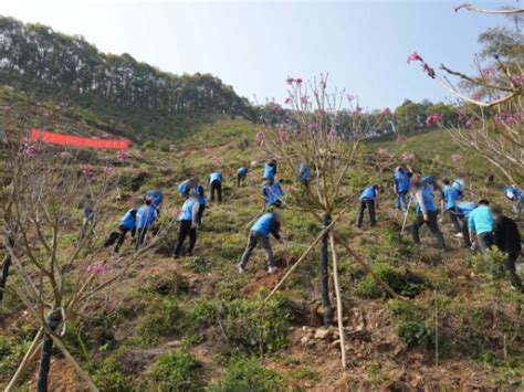“林业碳汇”为村民带来35万元收益！肇庆市广宁县探索生态创收“金钥匙” - 中国绿色碳汇基金会