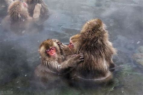 “水猴子”真的存在，喜欢下海吃海藻！_凤凰网历史_凤凰网