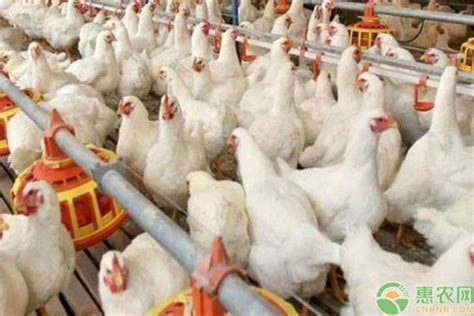 养殖10000只白羽鸡的成本与利润分析（附养殖技术） - 惠农网