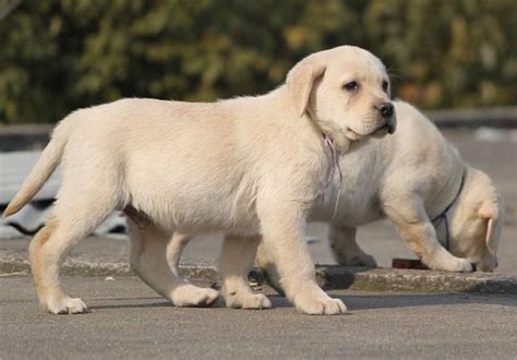 纯种拉布拉多犬幼犬狗狗出售 宠物拉布拉多犬可支付宝交易 拉布拉多犬 /编号10111400 - 宝贝它
