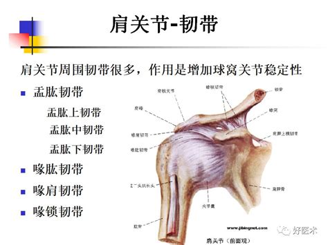 肩关节肌肉解剖图图片 肩关节肌肉解剖图图片