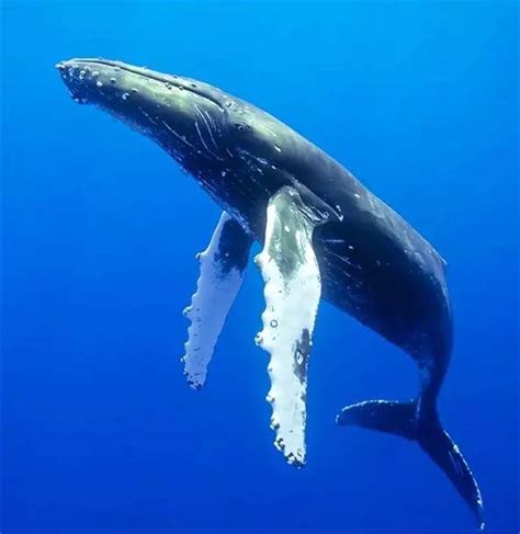 世界上最孤独的鲸鱼图册_360百科