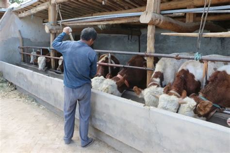 临泽县新华镇规模养殖助推畜牧业高质量发展
