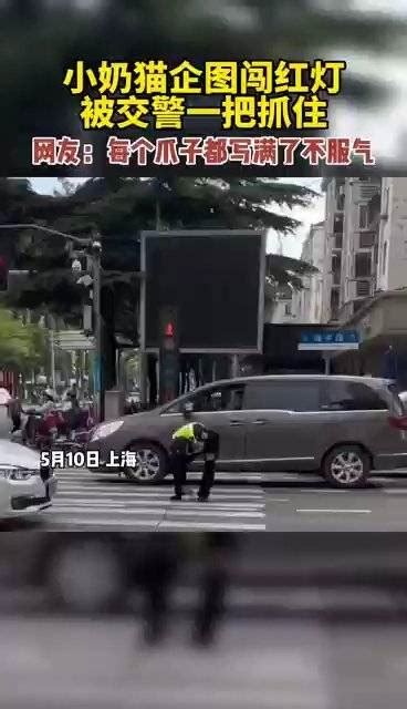 流浪小奶猫车流中被交警单手拎起送到路边边_新浪新闻
