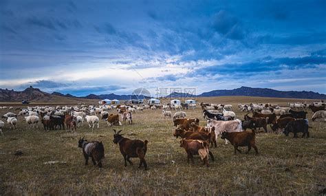 数百只野生黄羊和少量蒙古野驴在中蒙边境迁徙觅食_凤凰网视频_凤凰网