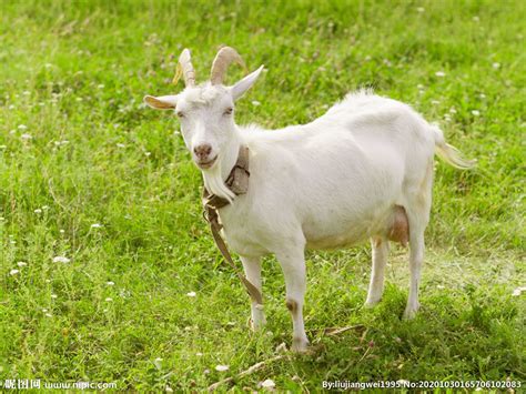 山羊美国白山羊养殖基地常年出售美国白山羊种苗市场价格 出售美国白山羊种苗市场价格-食品商务网