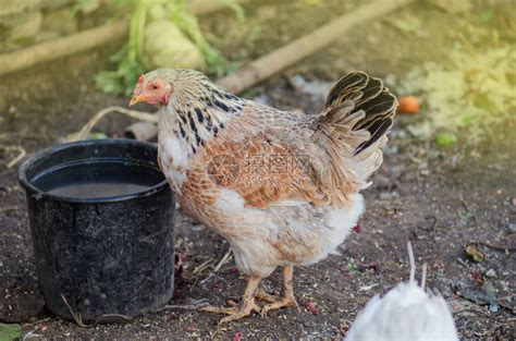 母鸡在舍里喂玉米与鸡群的农场业务鸡舍里的白母鸡高清图片下载-正版图片506399588-摄图网