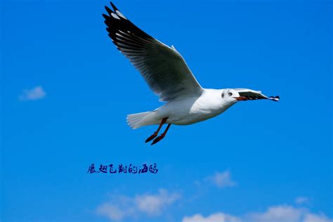 在蓝天的背景之下一只海鸥展翅飞翔高清图片下载-正版图片303355482-摄图网