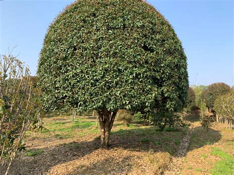 榆树小苗的繁殖技术|榆树的养护方法_栽培养殖__南北花木网
