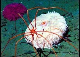 海蜘蛛生殖器长在腿上 盘点那些充满神秘感的海洋生物_自然之谜_看奇闻