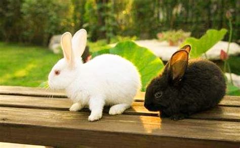 描写小兔子的作文：可爱的小兔 - 文档之家