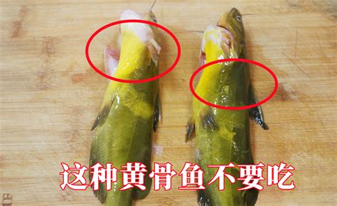黄骨鱼是什么鱼，属于淡水鱼类 - 新三农