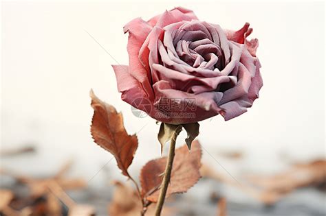 枯萎的美丽玫瑰高清图片下载-正版图片600943650-摄图网