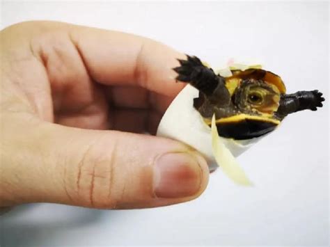 乌龟一次吃多少龟粮-宠物网问答