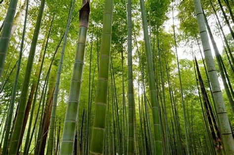 2022中国国际竹产业交易博览会将在四川眉山青神举办-消费日报网