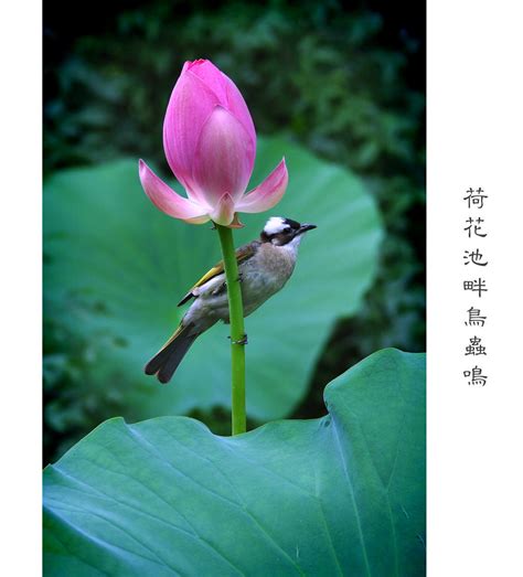 【荷花池畔鸟虫鸣摄影图片】上海人民公园生态摄影_老色廊摄影博客_太平洋电脑网摄影部落