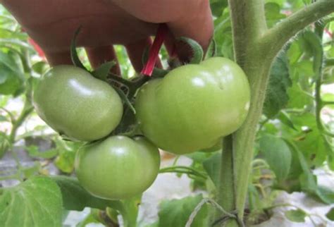番茄膨果用什么肥好?3种水溶肥施用效果-【摩尔化工】
