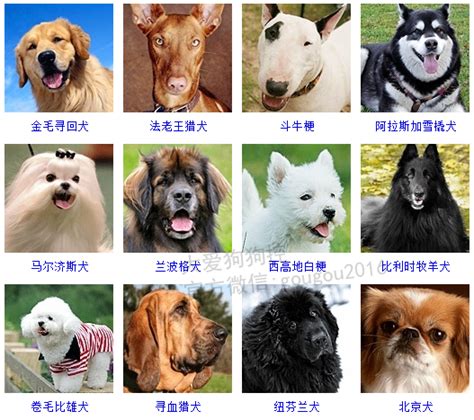 大型犬名字品种,100多种名犬排行,大型犬品种大全_大山谷图库