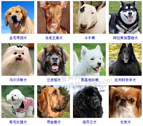 有什么好养的大型犬推荐呢？ - 知乎