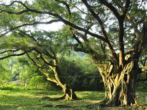 阳江：关山月家乡的两棵榕树，都是古树名木_www.isenlin.cn