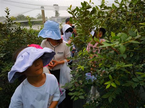 蓝莓种植_重庆蓝莓_百色农业(多图)_蓝莓_重庆百色农业科技开发有限公司