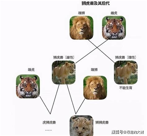 狮虎可杂交，虎狮兽可生下狮虎狮兽，为何仍说狮虎存在生殖隔离？_动物