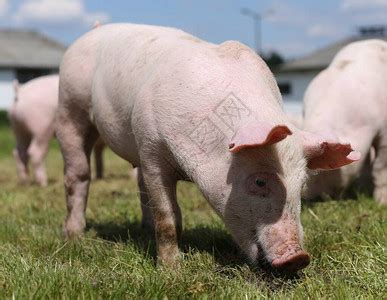 饲养家禽猪在农畜养殖的高清图片下载-正版图片506573036-摄图网