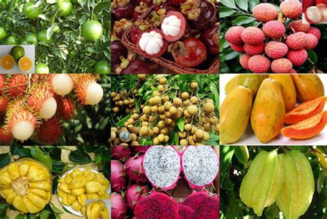 海南岛有哪些水果 海南岛主要生产什么水果 三亚特产水果有哪些_旅泊网
