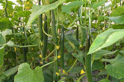 秋黄瓜的种植时间，8月初苗期可避开暑期高温 - 新三农