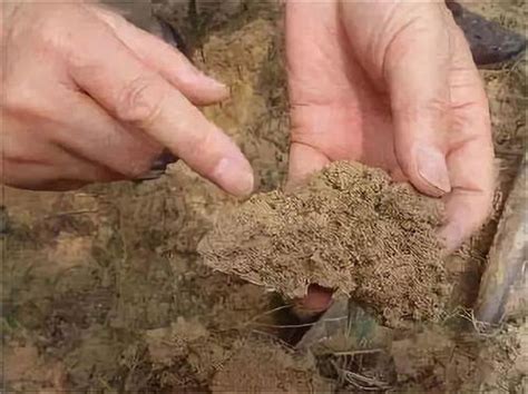 黄泥土可以烧制吗 怎样使黄泥土壤疏松-营养土批发网