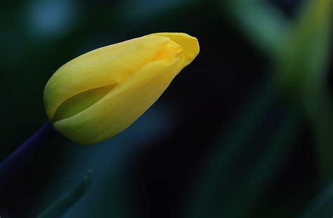 科学网—春天的花----含苞欲放 - 李学宽的博文