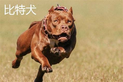 中国十大禁犬 土佐日本国宝比特犬战斗力太强容易伤人